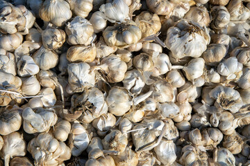 fresh garlic. fresh garlic background. Ripe fresh garlic. fresh garlic in market