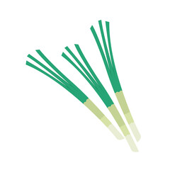 Spring onions vector. Spring onions on white background.