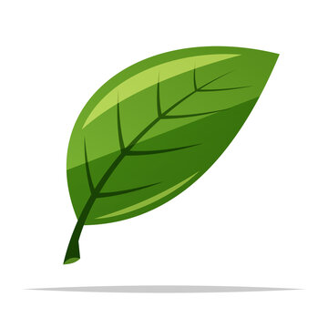 Single green leaf vector isolated illustration