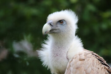 Rapace