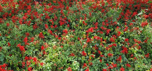field of poppies