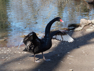 Schwarzschwan oder Cygnus atratus watschelt mit weit geöffneten Flügeln am Ufer