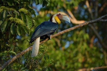 The golden hornbill is 75-100 cm long, the male weighs 1.8-3.65 kg, the female weighs 1.36-2.7 kg. Male and female can be observed by the color of the throat. The male's neck is yellow.