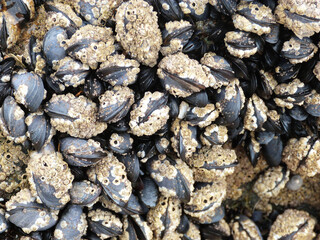 large group of black shells