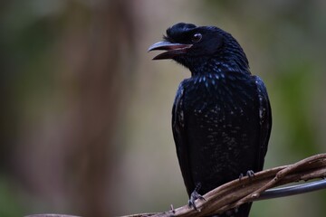 The face and neck of the crown is red, the middle of the crown is black, long down beside the head and the side is red. The birds are found in the lower western regions with black on the cheeks.