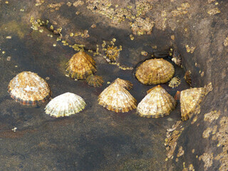 shells in water between two rocks