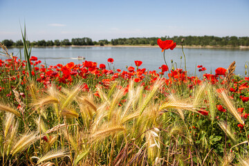 Flowering poppies among ears of wheat on the river bank in Italy