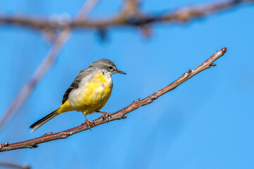 Grey Wagtail (Motacilla cinerea) on a tree branch which is a common insect eating bird with a yellow under belly and usually found by a stream or a river side, stock image photo