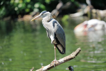 Close-up portrait of the great blue heron hunting for fish. 
