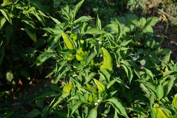 sweet peppers ripening on a plant.