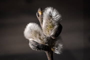 Close-up of flowering willow twig with buds. Macro photo of spring grey pussy willow Salix  cinerea flower