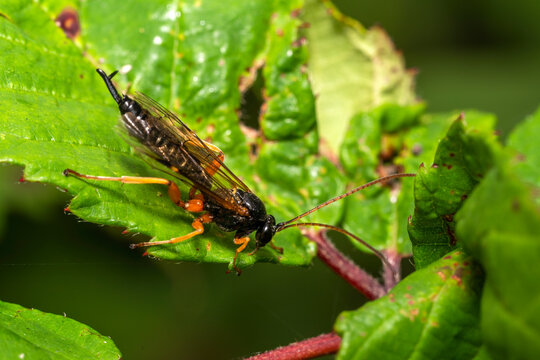 Black Slip Wasp (Pimpla rufipes) a parasitic black flying insect with orange legs, stock photo image