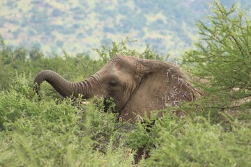 Obraz premium Animals Of The Pilanesberg