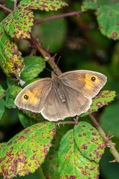 Meadow Brown Butterfly (Maniola jurtina) with its wings spread out which is a brown insect flying in spring, stock photo image
