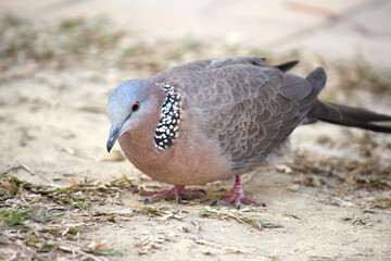 Spotted dove seaching food in asia, hong kong