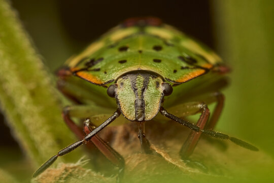 Young green bug head-on on green leaf