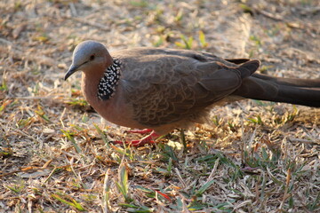 Spotted dove searching food