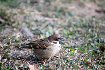 Tree Sparrow Yawning