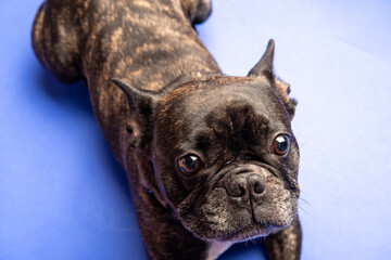 Französische Bulldogge auf blauen Hintergrund
