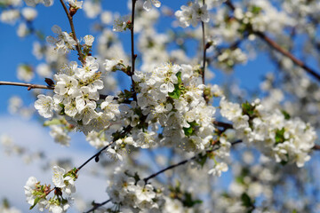 blooming cherry tree in the garden