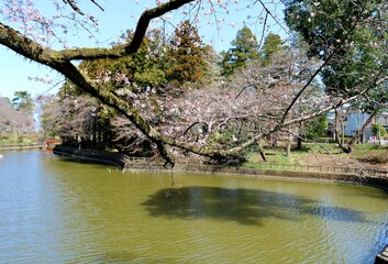 Naklejka premium 古木に咲き始めた桜 風景