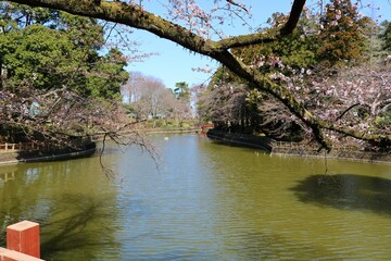Fototapeta na wymiar 古木に咲き始めた桜　風景