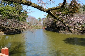 古木に咲き始めた桜　風景