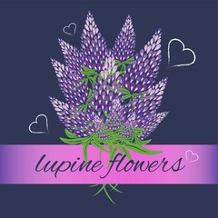 Bouquet of purple lupine flowers on a dark blue background