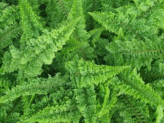 fern leaf background.Pattern of fern on the surface green color in the garden.
