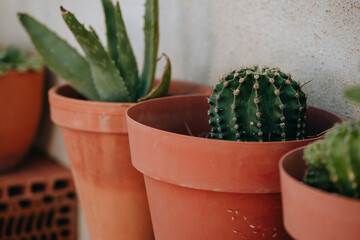 Cactus pot at cottage