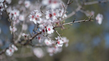 Almond Blossom