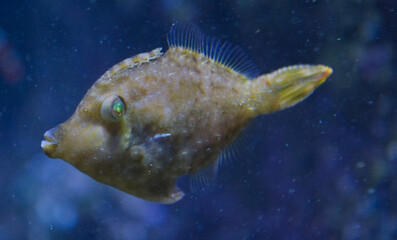 Acreichthys tomentosus. Bristle-tail filefish. Warsaw ZOO - obrazy, fototapety, plakaty