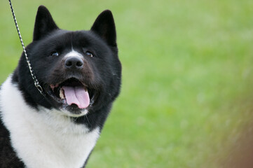 Akita looking back at handler