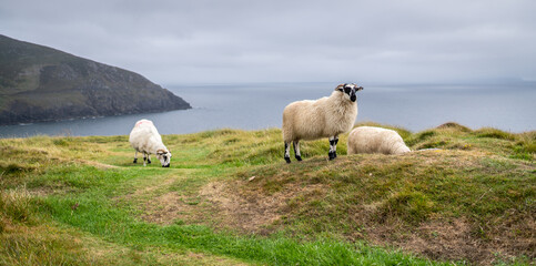 Irish Sheep
