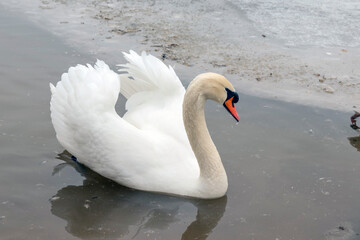Naklejka na ściany i meble Beautiful white swan on the lake. Birds in early spring on the reservoir.