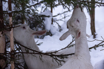 white milking goats graze and eat green spruce branches close-up in winter snowy forest in the evening