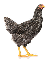 one black chicken isolated on white background, studio shoot