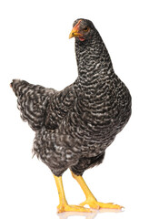 one black chicken isolated on white background, studio shoot