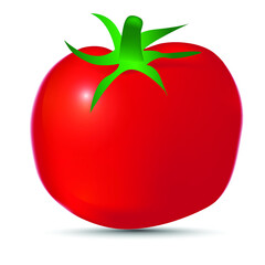 Fresh tomatoes vegetables on white background  vector illustration design.