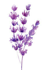 Obraz na płótnie Canvas Watercolor lavender flowers on isolated on white background.