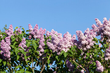 Obraz premium purple lilac flowers