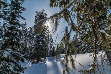 spring walk on the forest mountain slopes