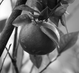 Cítricos de naranja obtenidos del naranjo dulce