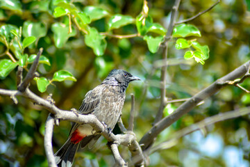 Songbird