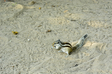 Squirrel in sand