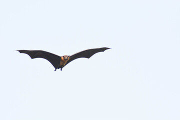 Bat in flight