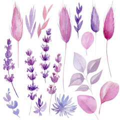 Watercolor lavender flowers on isolated on white background.