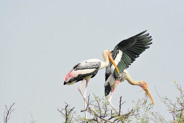Stork on tree