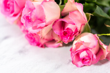 Pink roses