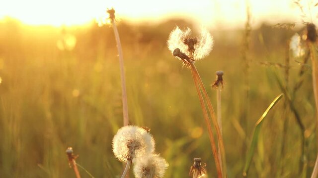Dandelion close-up on a sunset background. Nature through the soft golden light of the golden hour
